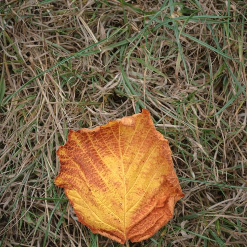 Knocking on Autumn's door