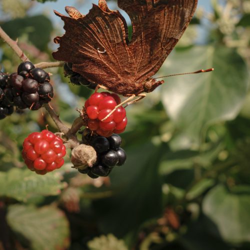 Autumn Comma