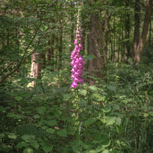 Foxglove clearing