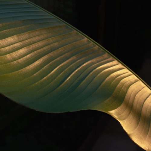 Banana I