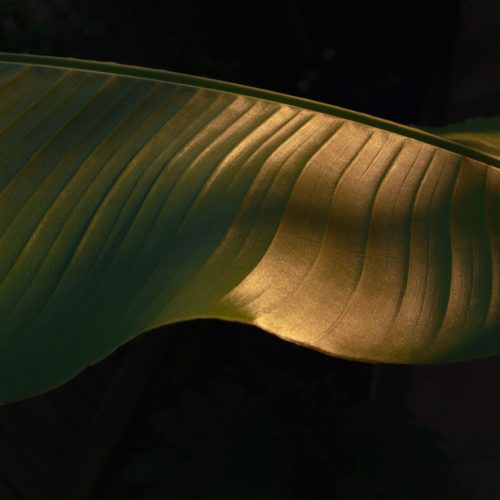 Banana II