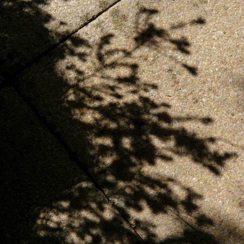 Floral Shadowlight