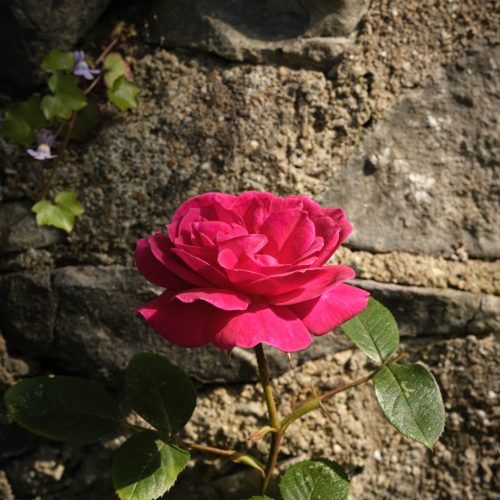 Wall Rose