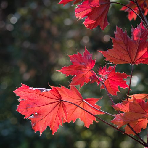 Sycamore Hour