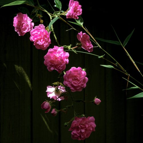 Rose Absolute 1