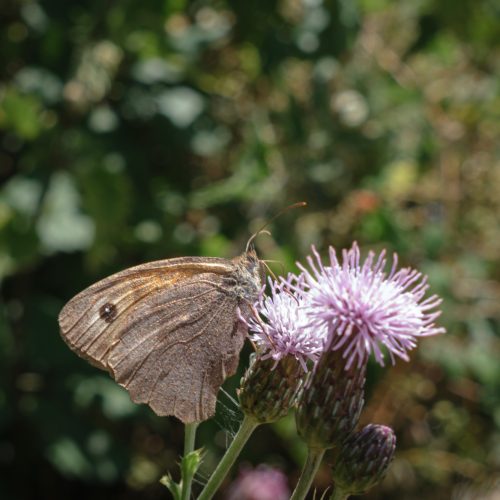 Fading Summer
