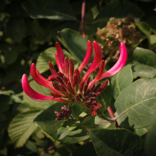 Honeysuckle sunspot