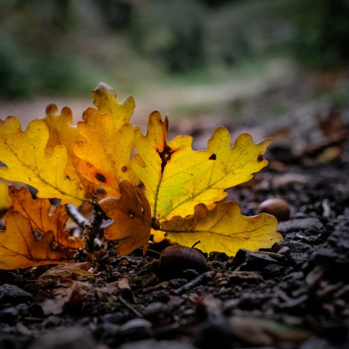 Oak Leaf Cluster