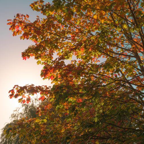 Fall By The Wayside 2