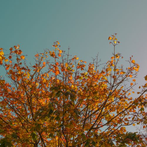 Fall By The Wayside 1