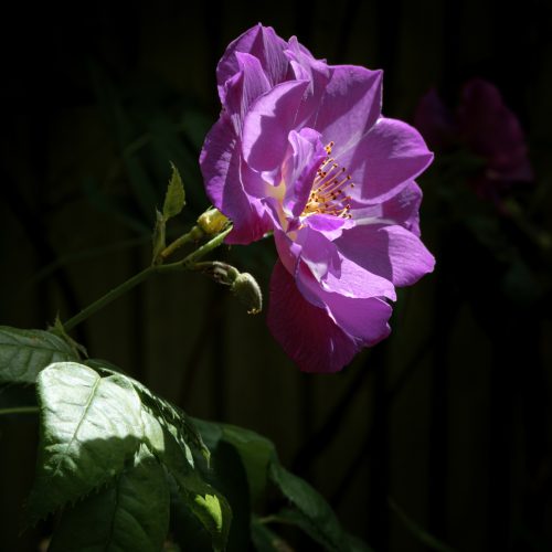 Rose Absolute 2