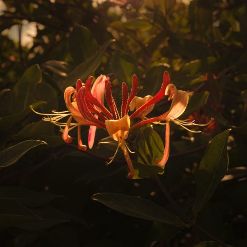 Honeysuckle Sundown