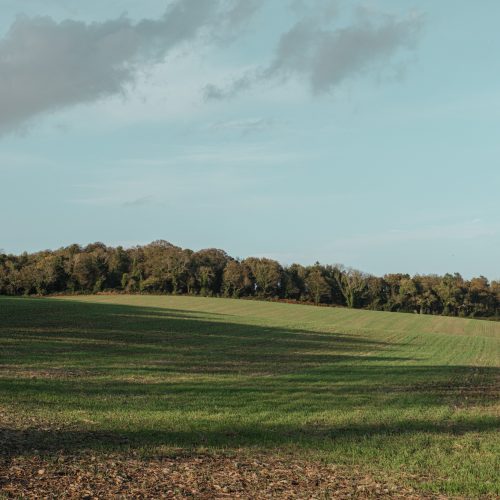 Late Light Fields II