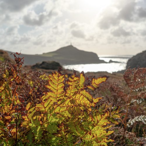 Autumn Bracken, Boswedden Mine