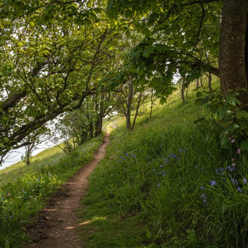 Cliff Coppice, Scabbacombe Head