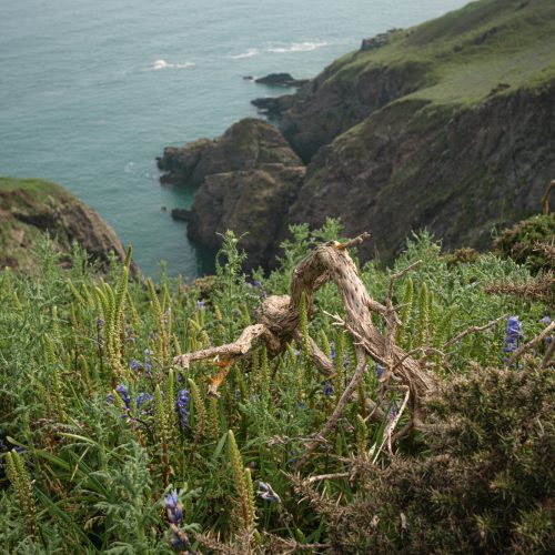 Weather Worn Gorse, Ivy Cove